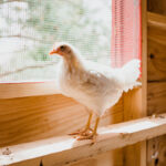 Figuring Out the Right Size for Your Chicken Coop