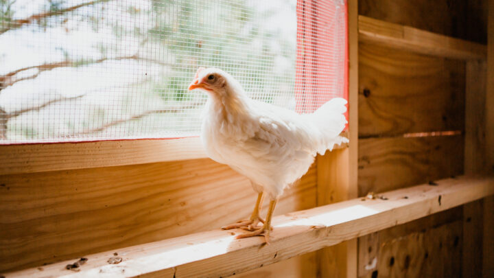 chicken looking outside from coop