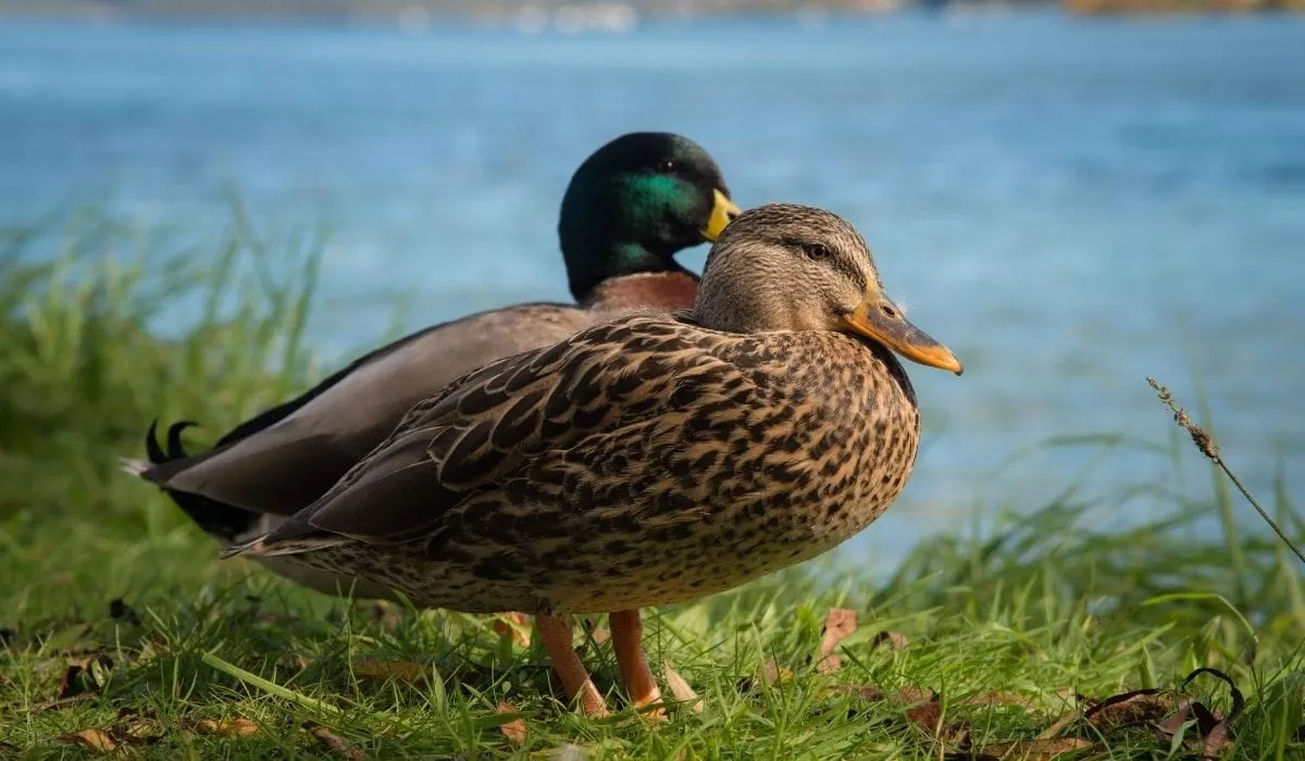 Interesting Facts About How Ducks Mate Farmhouse Guide