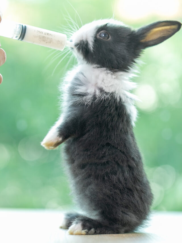 Feeding Baby Rabbits Is Cow Milk Safe? Farmhouse Guide