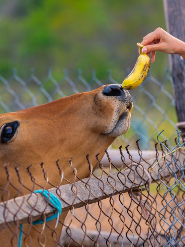 Can Cows Eat Bananas?