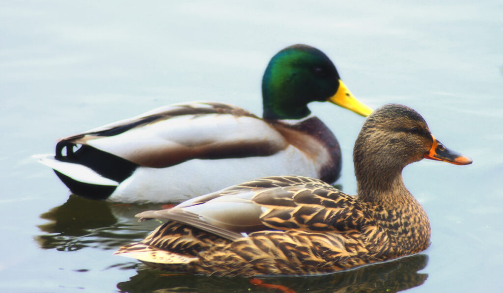 duck couple