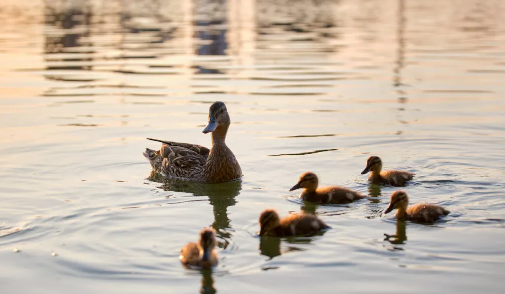 duck family