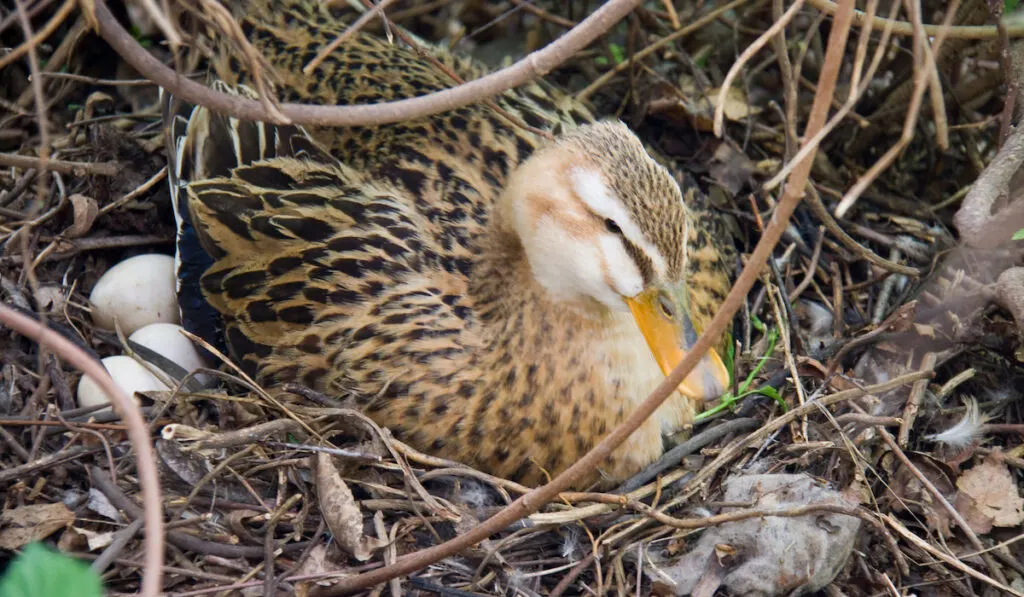 duck in the wild nesting