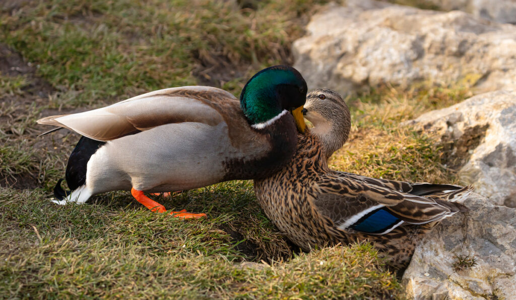 duck love