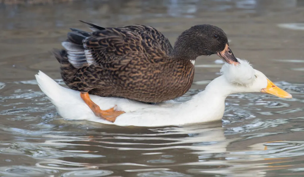 duck mating