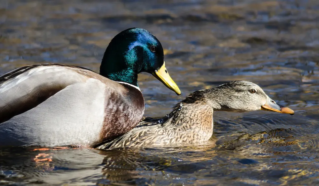 duck mating on water