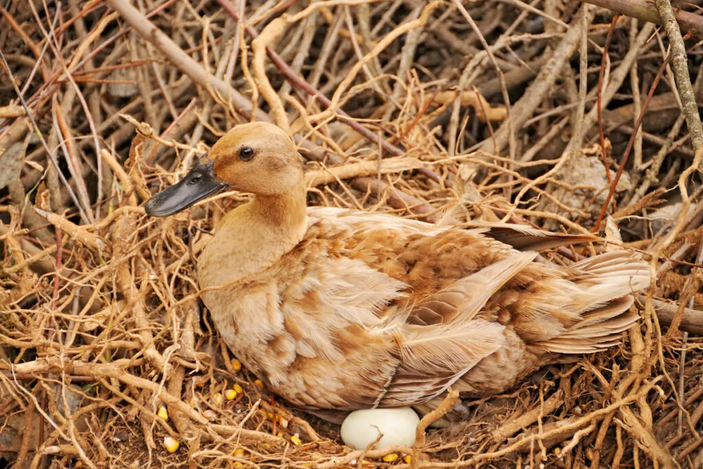 duck mom with egg