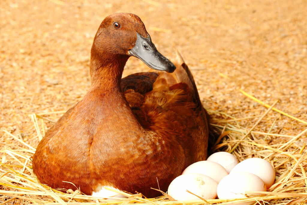 duck taking care of eggs