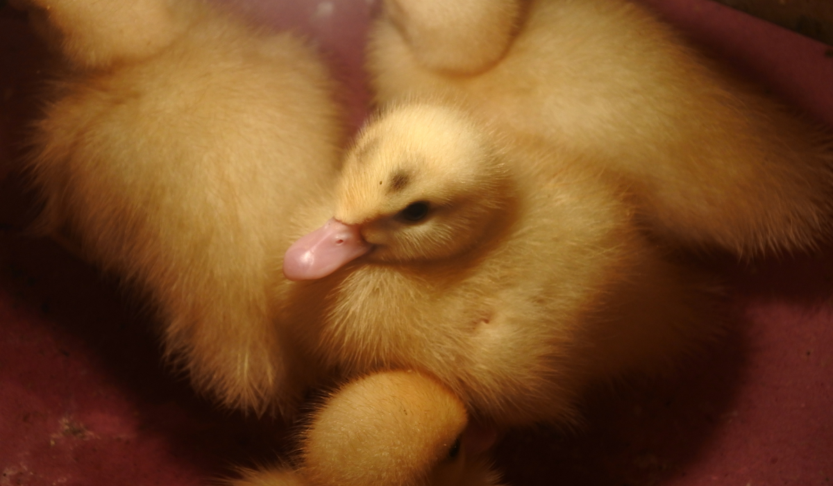 Tips for Raising Ducklings Without a Heat Lamp Farmhouse Guide