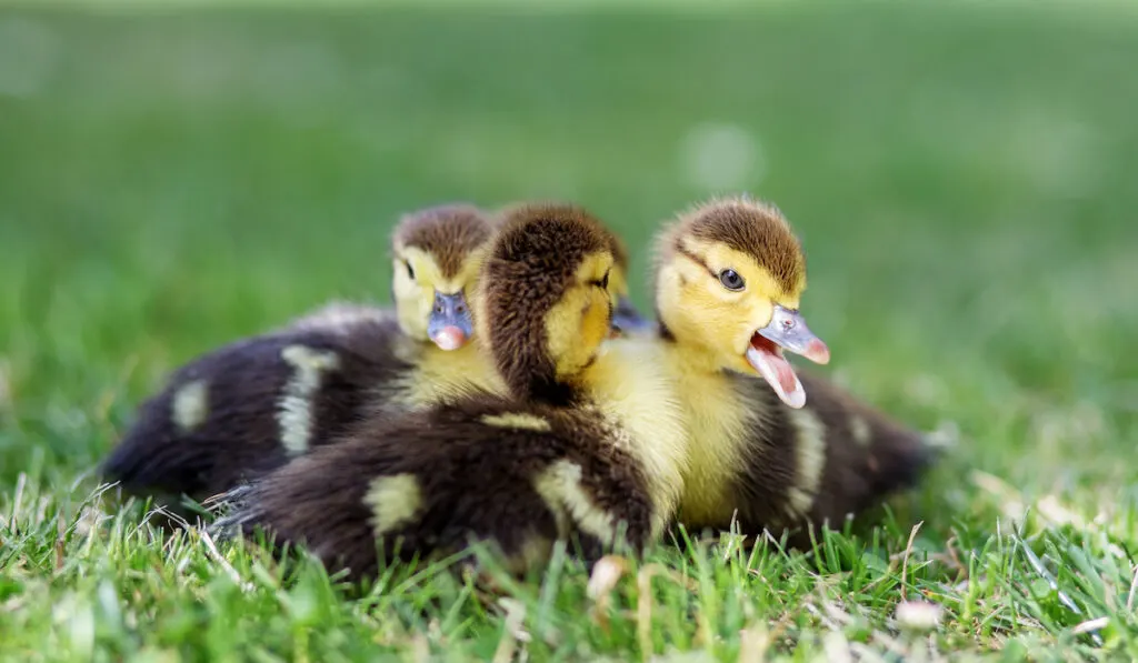 ducklings huddling