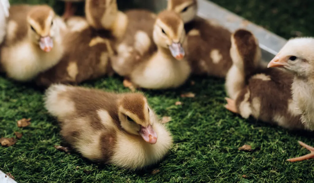 ducklings on matting