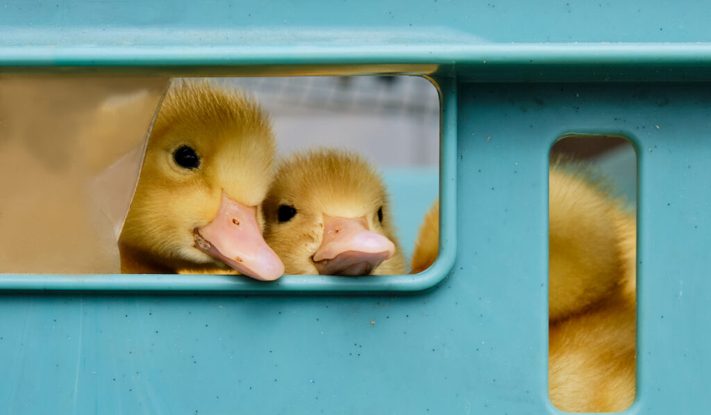 ducklings peeping