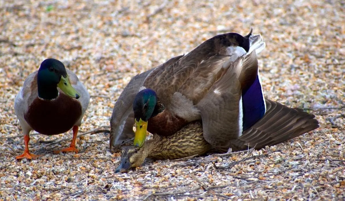 Interesting Facts About How Ducks Mate Farmhouse Guide