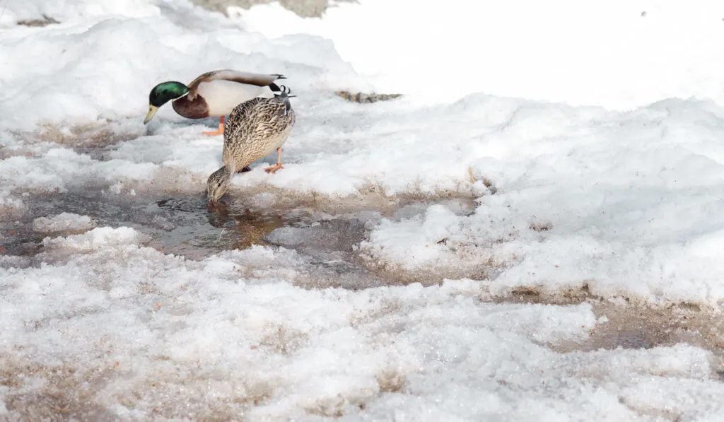 ducks on frozen pool of water
