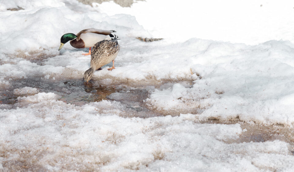 What Temperature is Too Cold for Ducks? Farmhouse Guide
