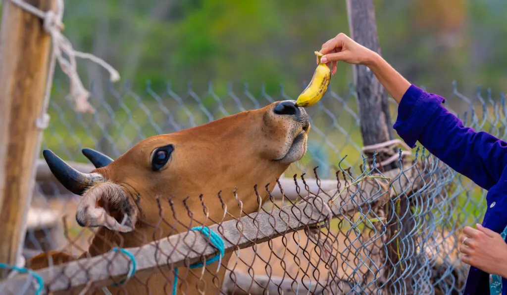farmer feeding cow banana peels
