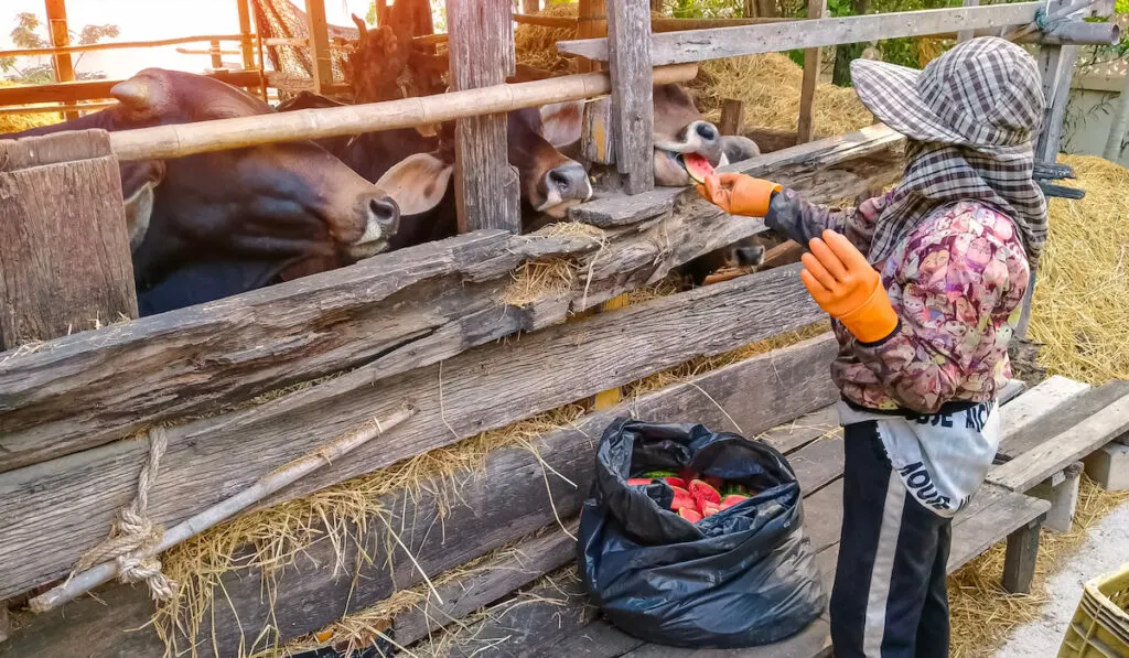 farmer feeding cow