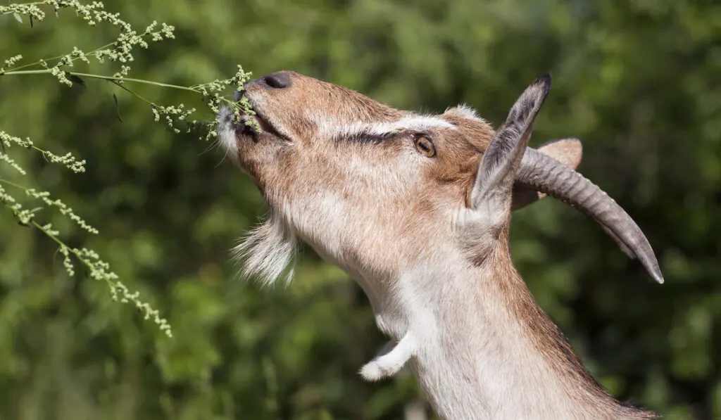 goat eating leaves