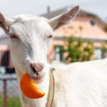 What Fruits Can Goats Eat?