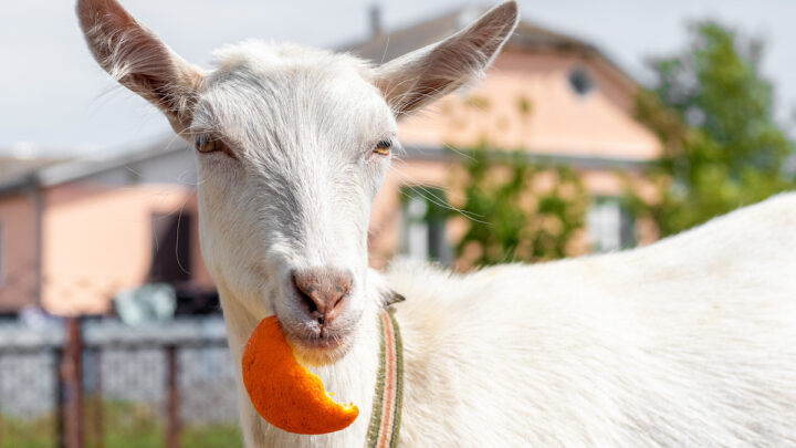 goat eating orange peel