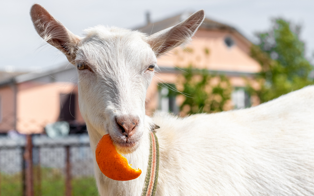 What Fruits Can Goats Eat? - Farmhouse Guide