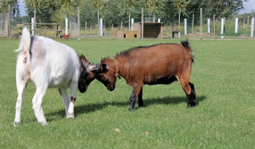 goat fight