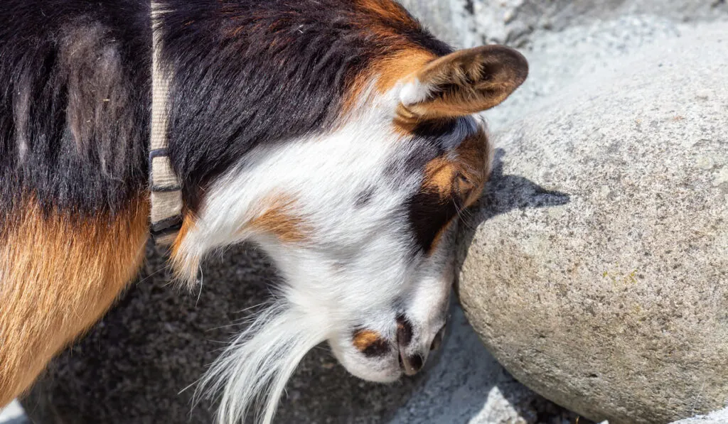 goat headbutt