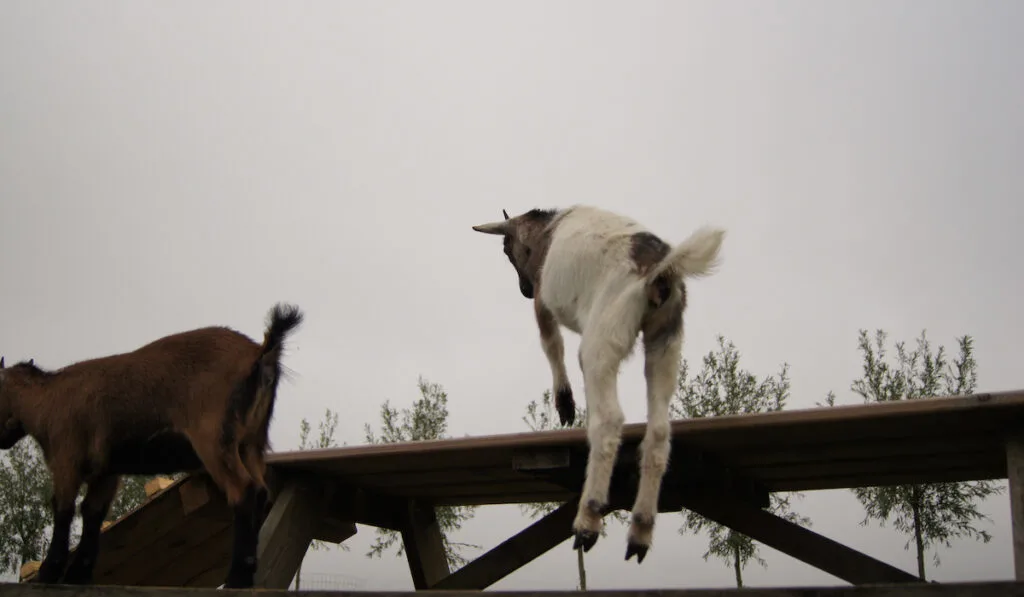 goat jumping