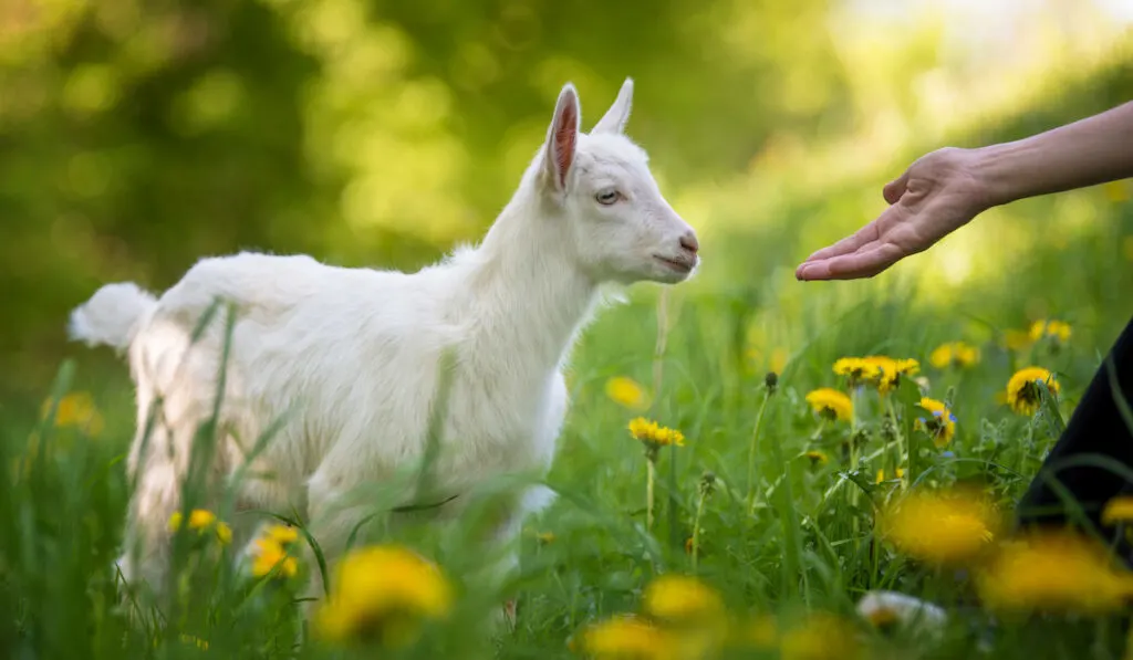 goat looking at finger 