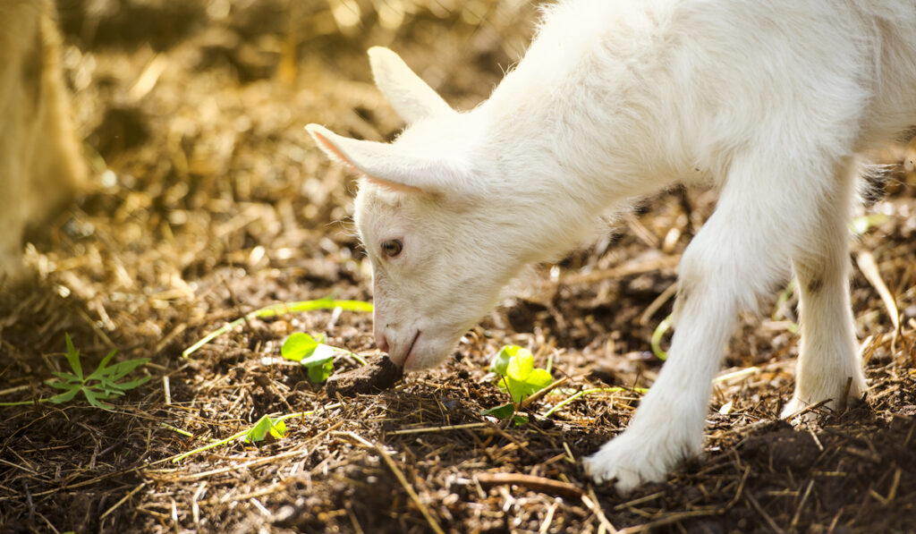 goat on farm eating
