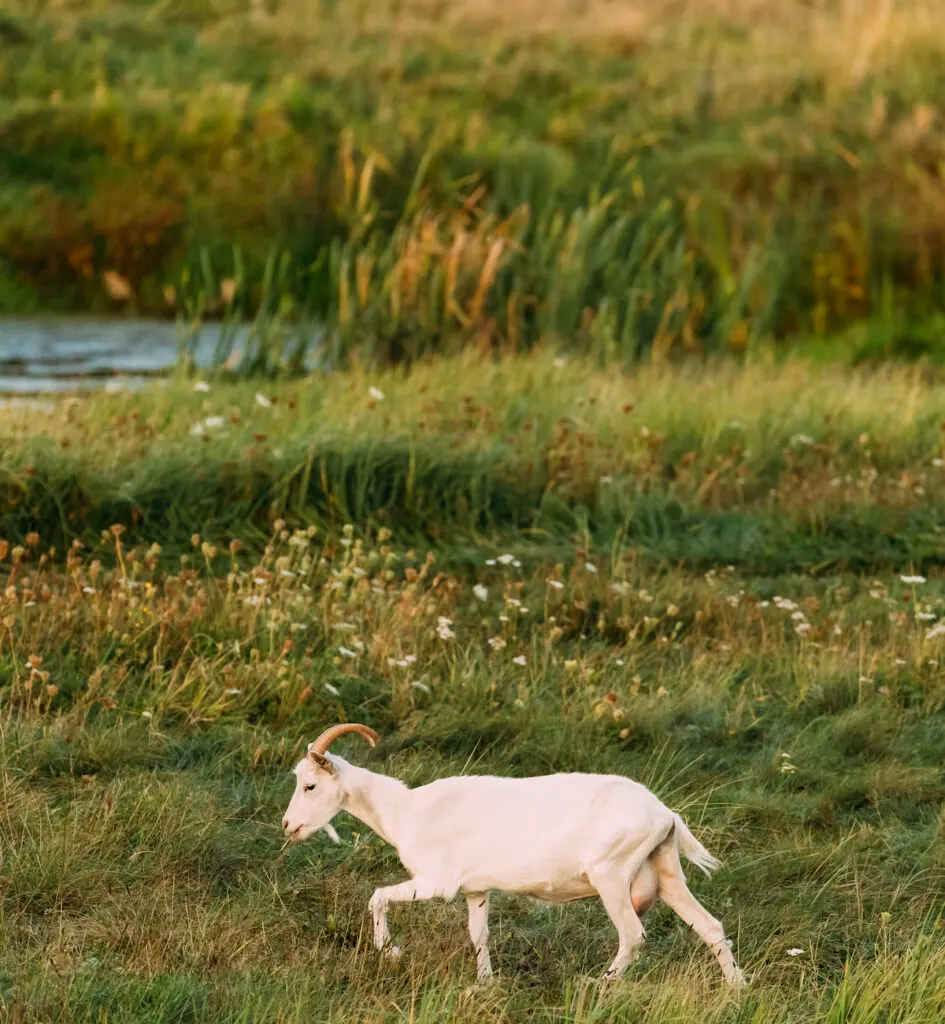 goat pawing