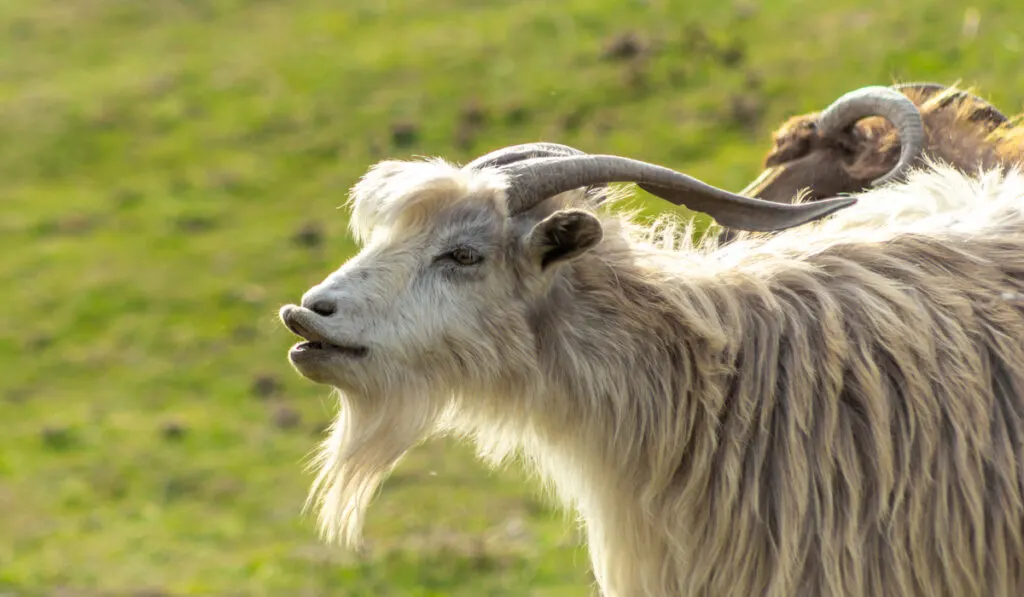 goat smelling the air