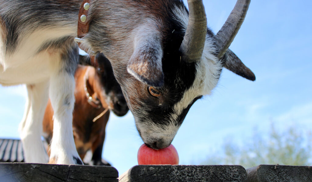 goat sniffing apple
