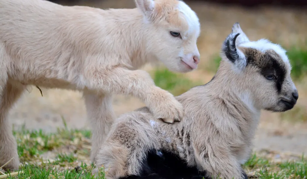 goat trying to mount