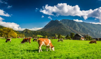 Does a Cow Have Two Stomachs? A Look at Cow Digestion - Farmhouse Guide