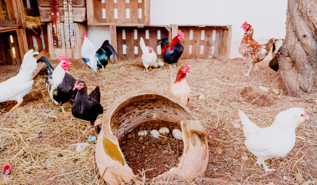 inside chicken coop