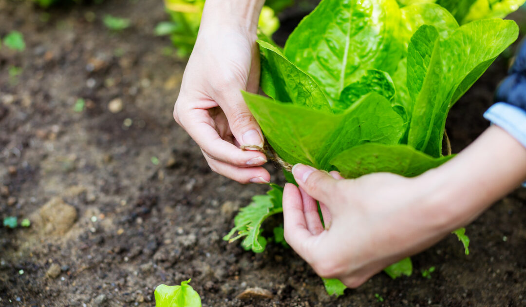 What Temperature is Too Cold for Ducks? Farmhouse Guide