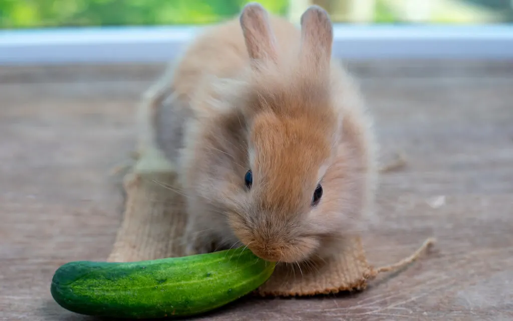 light brown rabbit eating cucumber