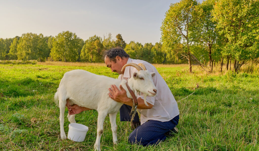 milking goat
