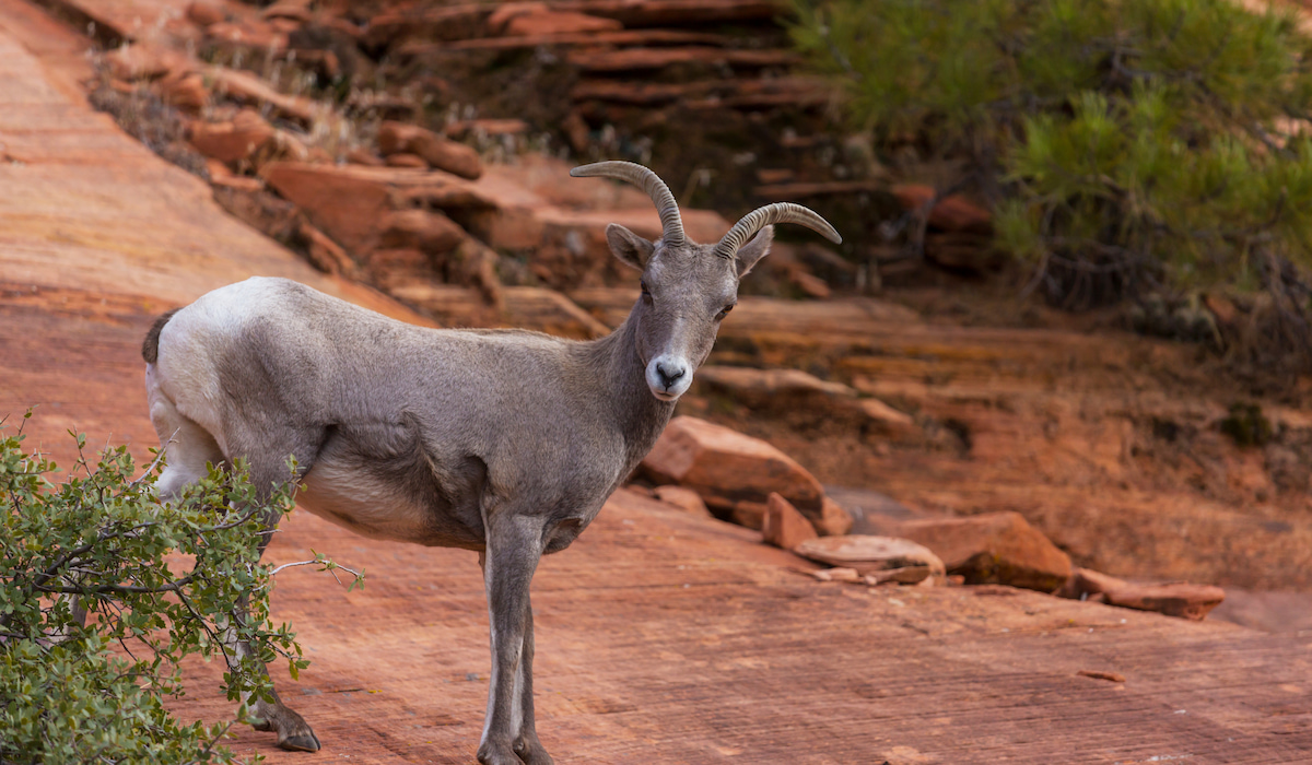 Can You Have Just One Goat? Farmhouse Guide