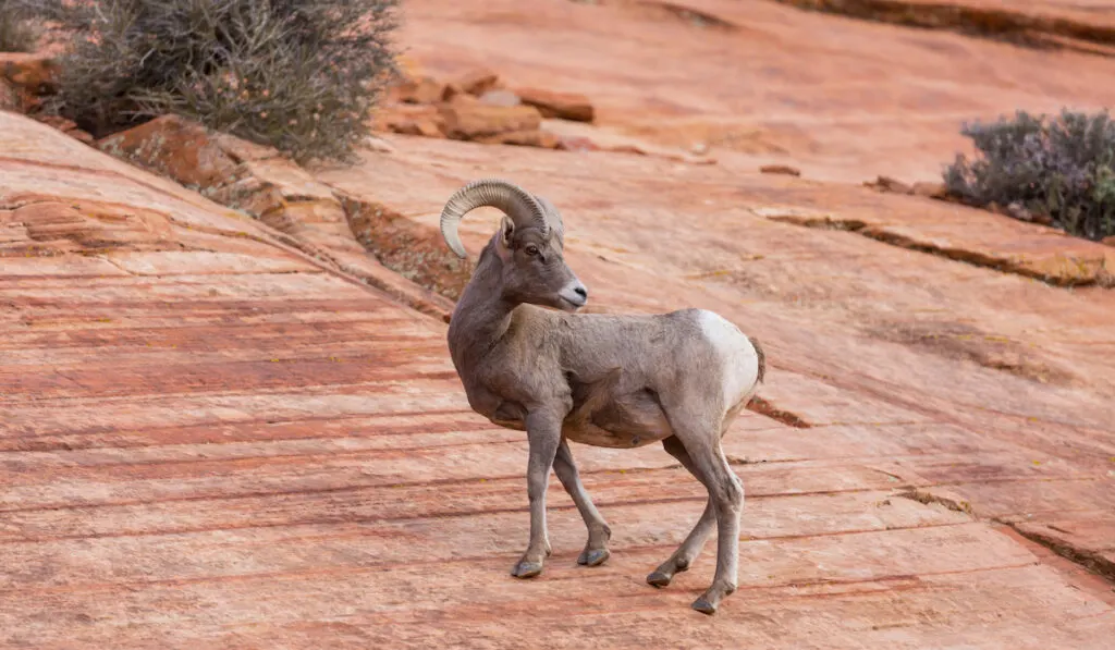 mountain goat searching