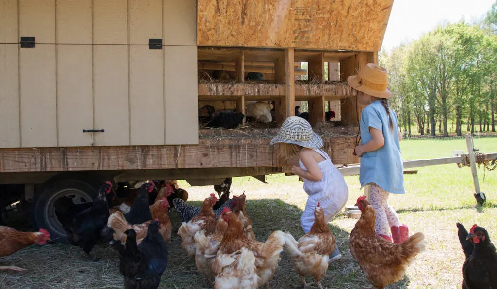 outside chicken coop