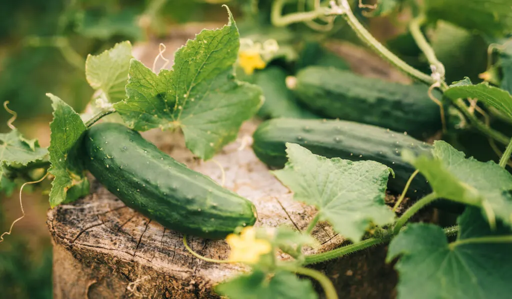 wild cucumber