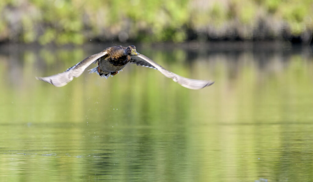 wild duck flying