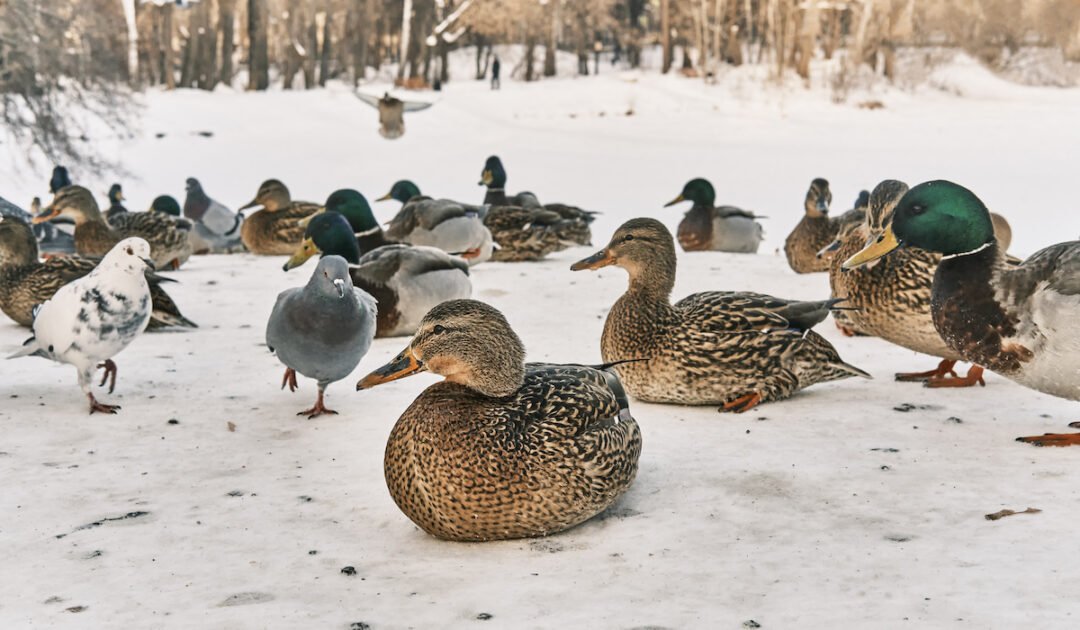 What Temperature is Too Cold for Ducks? Farmhouse Guide