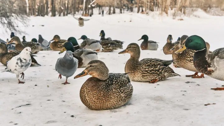 winter ducks