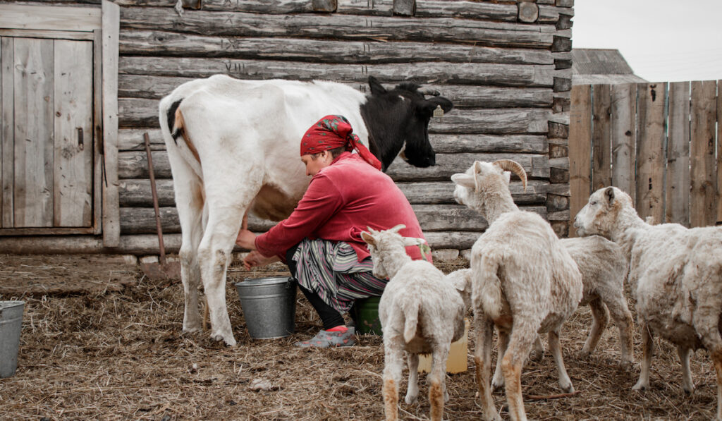 woman milking goat