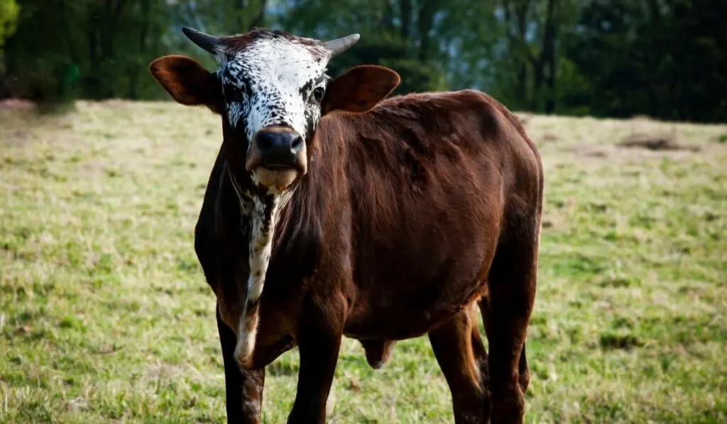 6 Reasons Cows Get Aggressive Farmhouse Guide