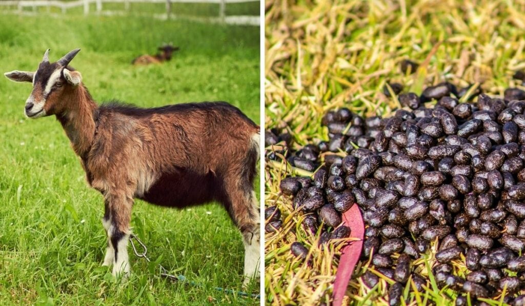 Goat poop